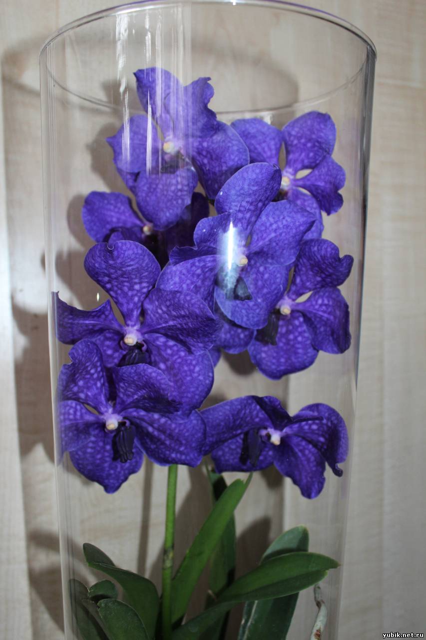 Синяя орхидея Природа Общая галерея ЮБиК'a Галерея